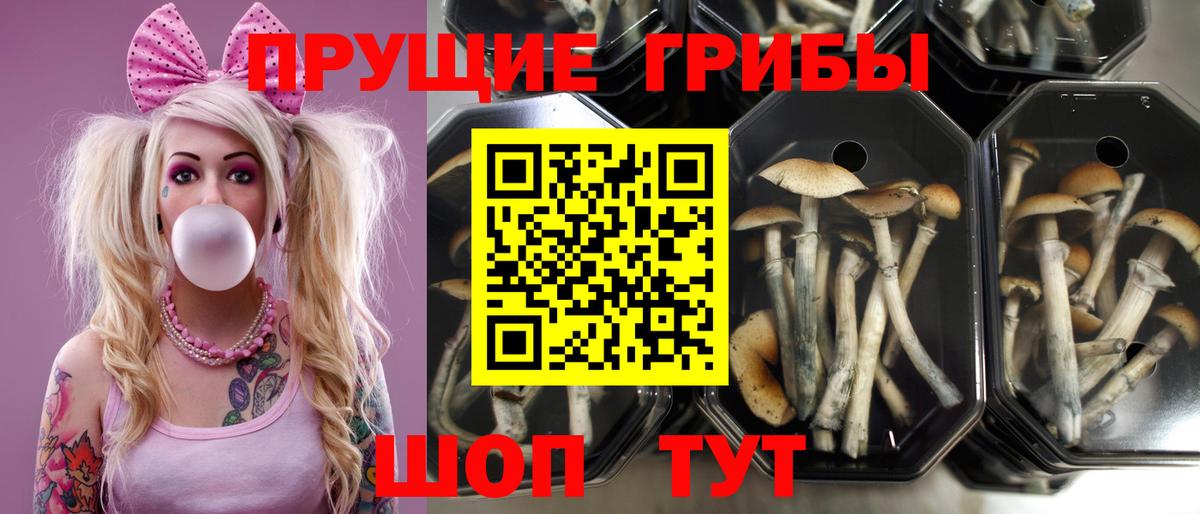 Псилоцибиновые грибы Cubensis  Псилоцибиновые грибы мухоморы  Шелехов  Вход с VPN 